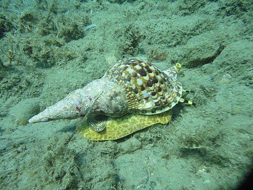 ギリシャのクレタ島南部で発見された生きたCharonia variegata