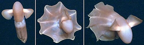 8 角の網を張って泳ぐ 2 本のひれを持つ海の生き物の連続画像 3 枚