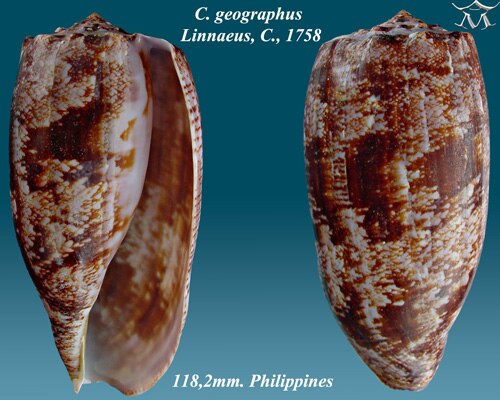 Conus geographus Linnaeus、C.、1758