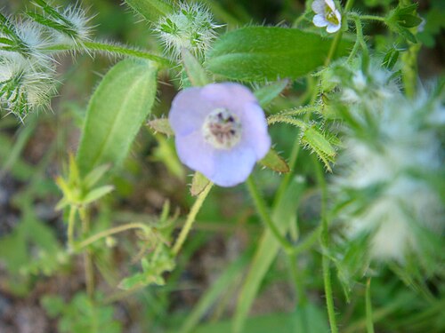 E.アリゾニクス
