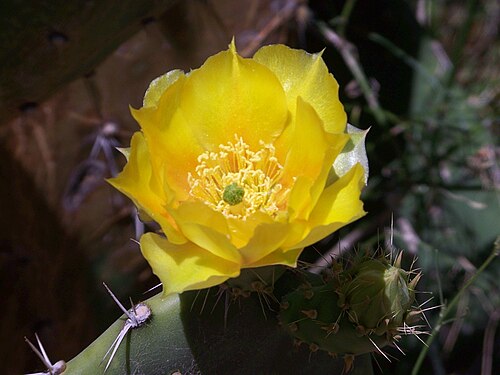 オプンチア・ロブスタの花。