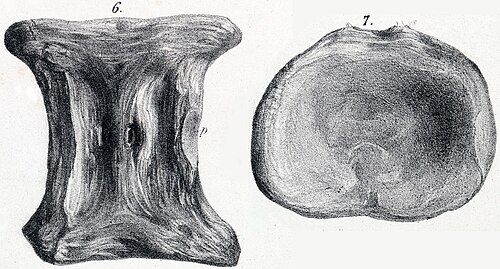 2つの角度から見た椎骨の図