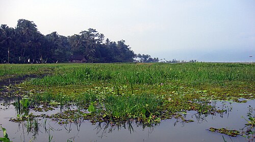 湖に浮かぶ大量の水生植物