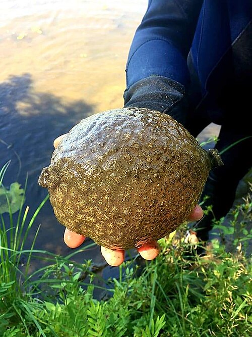 ウクライナのキエフ近郊のドニエプル川で捕獲された標本