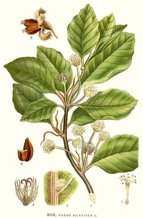 植物画
