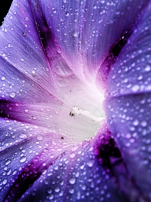 青いアサガオ（Ipomoea indica）の花のクローズアップ写真