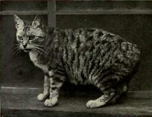 マンクス・タビー、1903年。フランシス・シンプソン著『猫の本』に掲載。
