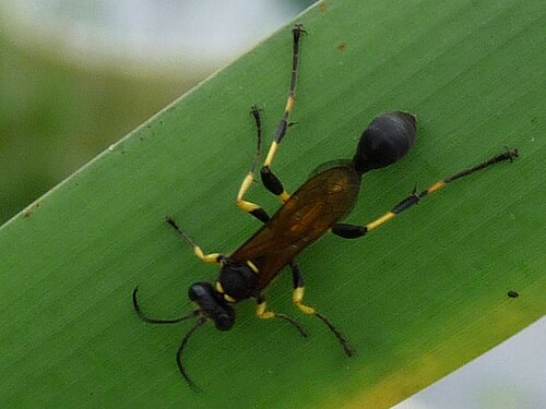 日本におけるS. (Sceliphron) madraspatanum kohli。