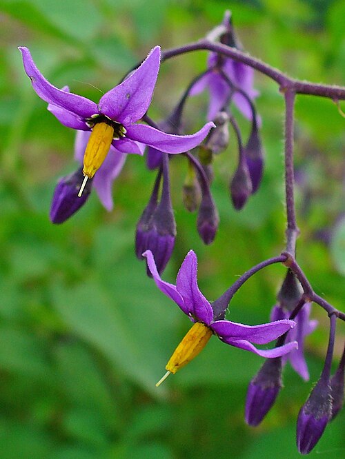 トマチデノールは、特に、ナス科植物（Solanum dulcamara）の葉に含まれています。この植物種はナス科植物属に属します。トマチデノールは、ヨーロッパ原産のナス科植物の主なアルカミンを形成します。[28]