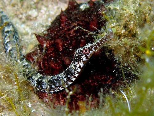 ボディリングの詳細。