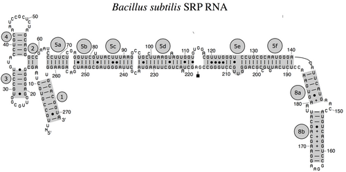 枯草菌由来の細菌性SRP RNA（6S RNA）