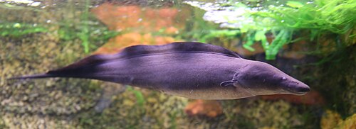 ナイフフィッシュ（Gymnarchus niloticus）は微弱な電場を発生させることで、濁った水の中でも獲物を探知し、位置を特定することができる。