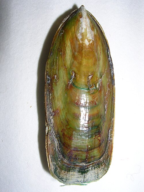 カンブリア紀から知られているLingula