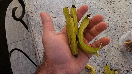 4 つのシカクマメの鞘が男性の手のひらに載っている