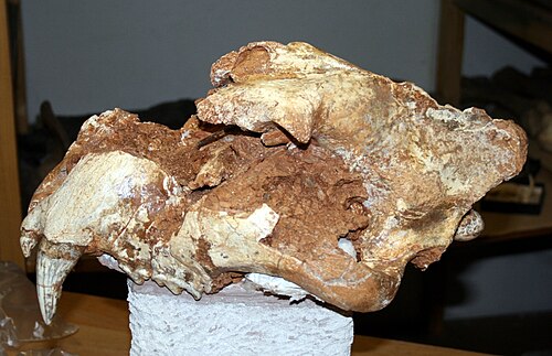 ヴルタレ・マレ洞窟で発見された洞窟ライオンの頭蓋骨