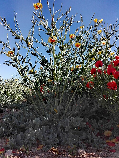 イランのファールス州のGlaucium vitellinum