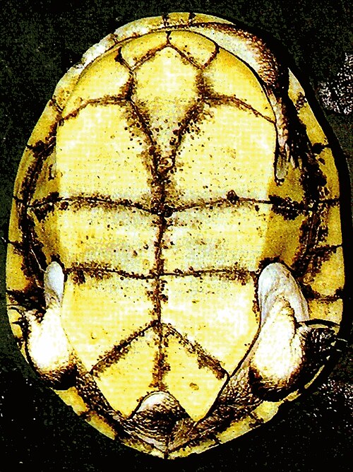 腹側から見たChelodina canni