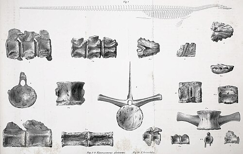 不正確な長い尾と短い首、および様々な骨を描いた骨格の図