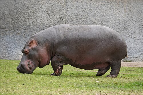 カバ（学名：Hippopotamus amphibius）は、アフリカ原産の絶滅危惧種である。