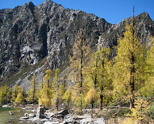 秋のカラマツ（Larix potaninii）。