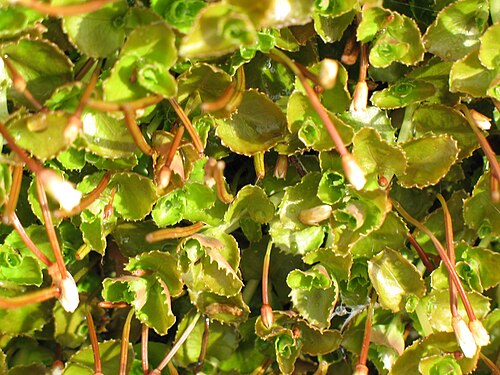 マッコーリー島の植物相、エピロビウム・ペドゥンクラレ