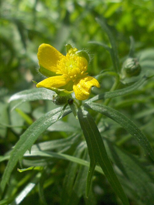 5 枚の花びらのうち 3 枚が黄色いキンポウゲの花。