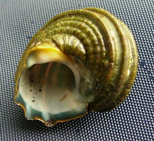 15 mmのL. smaragdaの幼生殻、下面
