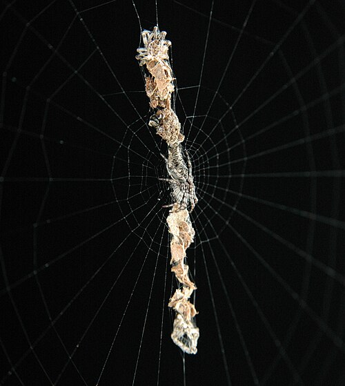 Cyclosa oculata の Detritus stackilimentum