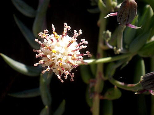 花のクローズアップ