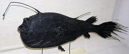 アンコウ科のCeratias holboelliのオスは、メスの体の下に永久に付着した小さな性的寄生虫として生活します。