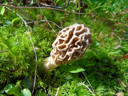 アミガサタケ（Morchella esculenta）