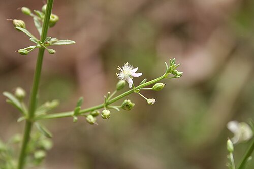 Scoparia dulcis、F.Cl 近く。デ・パタコ、セネガル