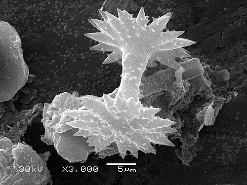 海綿動物の骨針（SEM）