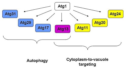 Atg1の相互作用パートナー:オートファジーではAtg17、29、31、細胞質から液胞への標的化ではAtg11、20、24、両経路ではAtg13