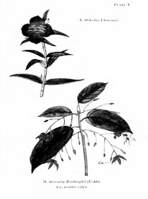 ボースのインド植物学マニュアルのページ