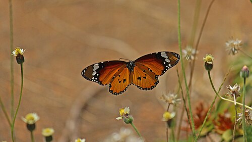 チョウ類やその他ほとんどの昆虫を含む新翅目は、間接的な飛行筋を持っている。