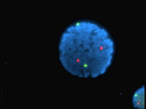 DAPIで染色したヒトリンパ球核に、13番染色体（緑色）と21番染色体（赤色）のセントロメアプローブをハイブリダイゼーションさせた（蛍光in situハイブリダイゼーション（FISH））。