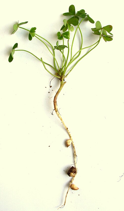 根こそぎ抜かれた植物