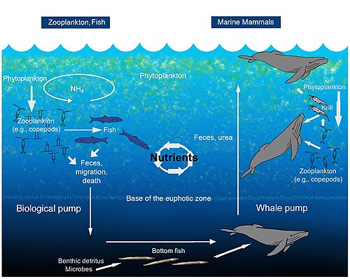 海洋クジラポンプは、クジラが海洋水柱を通して栄養素を循環させる仕組みを示している。