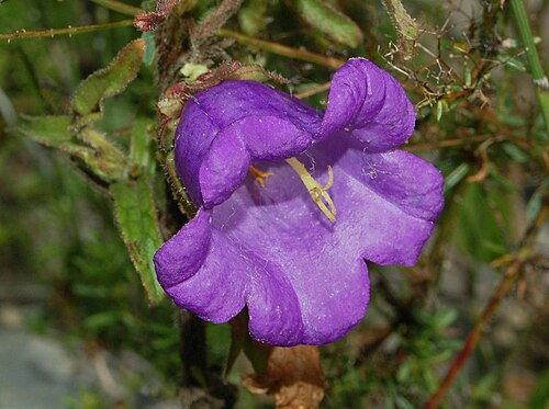 カンパニュラの花のクローズアップ（中）