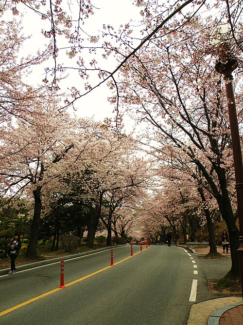 忠南大学の通りには満開の桜の木が並んでいます。