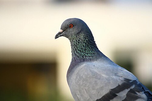 鳩の写真