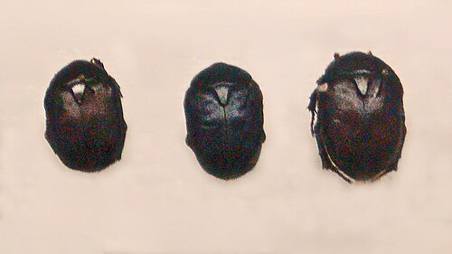 Protaetia afflicta 国立博物館（プラハ）