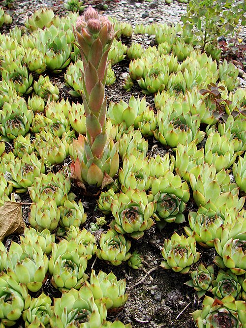 花の Sempervivum tectorum boutignyanum