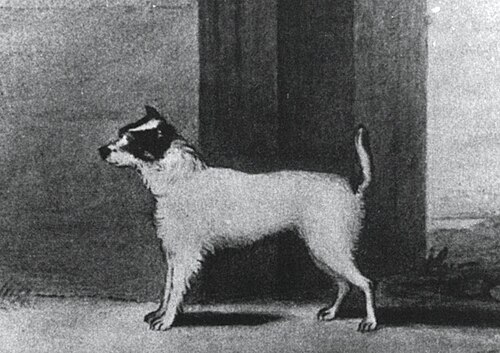 「顔に黒い模様がある白い犬の白黒の絵。犬は横顔で左を向いています。」