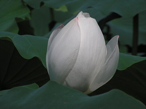 白い蓮の花
