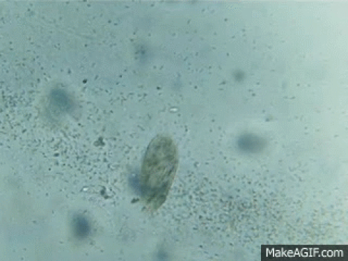 細菌を餌とする捕食性繊毛虫であるゾウリムシ