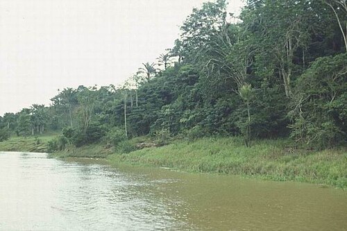 アマゾンの熱帯雨林を流れるアマゾン川。