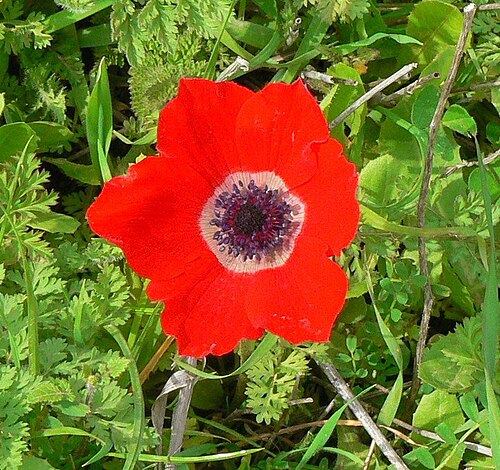 アネモネ・コロナリアの切り抜き画像（アスペクト比1.065）。花が画面の大部分を占めている。