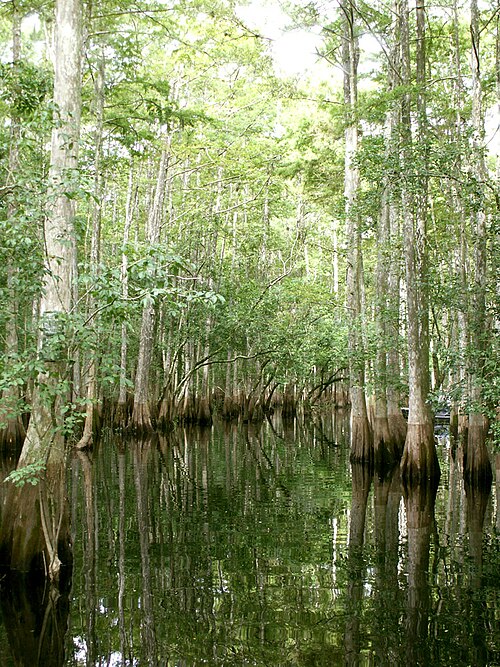 背の高い木々が茂る沼地。幹は水の中に立っており、樹皮は灰色。幹が水に近づくにつれて、色は徐々に茶色に変わっていく。